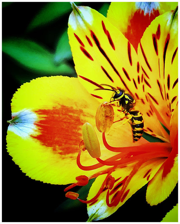 Realistic Comp In Class B By Joy Battista For Trying To Blend In JAN-2019.jpg